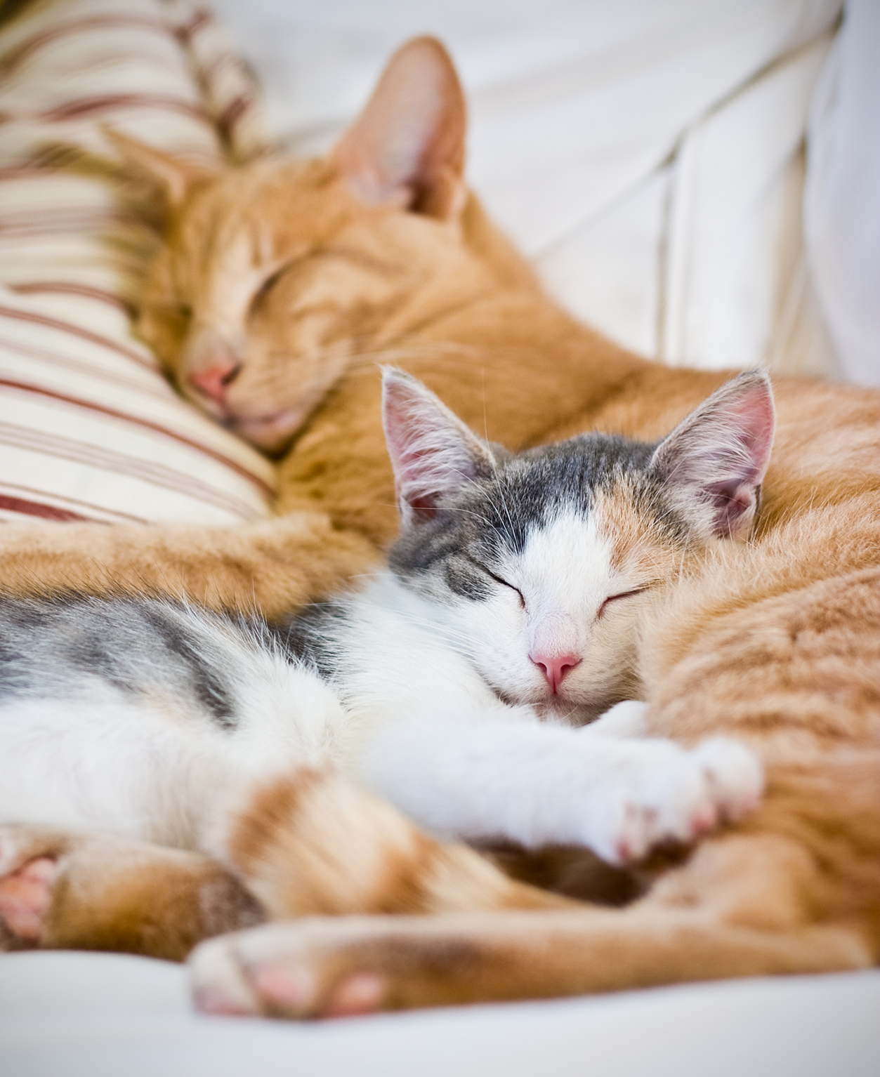 gatos amigos