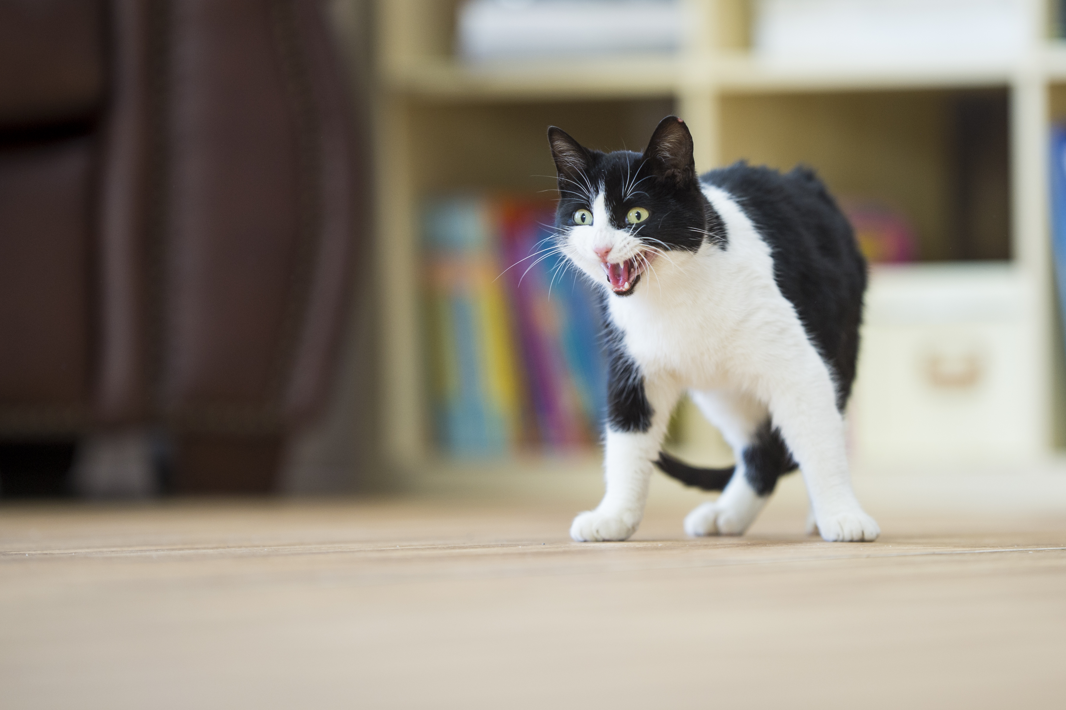 gato assanhado a bufar